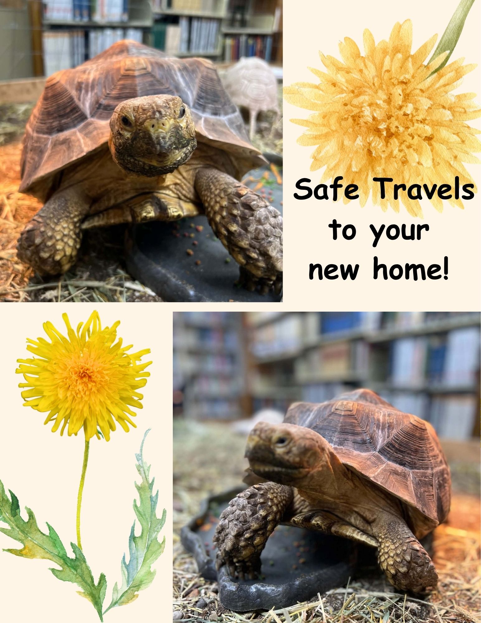 Tortoise Farewell flyerpics (1)